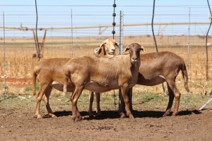 3X EWE DIDYMUS MEATMASTERS (PER PIECE TO TAKE THE LOT)