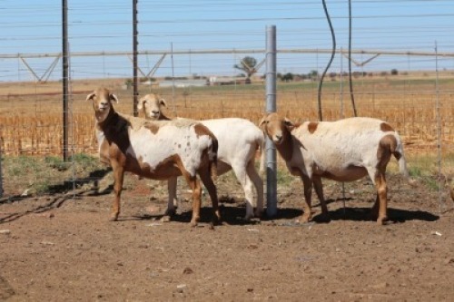 3X EWE DIDYMUS MEATMASTERS (PER PIECE TO TAKE THE LOT)