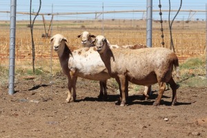 3X EWE DIDYMUS MEATMASTERS (PER PIECE TO TAKE THE LOT)