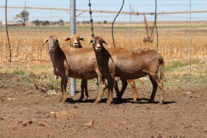 3X EWE DIDYMUS MEATMASTERS (PER PIECE TO TAKE THE LOT)