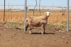 3X EWE DIDYMUS MEATMASTERS (PER PIECE TO TAKE THE LOT) - 4