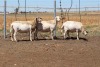 3X EWE DIDYMUS MEATMASTERS (PER PIECE TO TAKE THE LOT) - 3