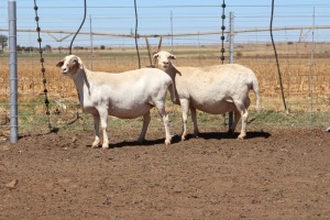 2X EWE DIDYMUS MEATMASTERS (PER PIECE TO TAKE THE LOT)