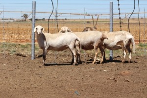 3X EWE DIDYMUS MEATMASTERS (PER PIECE TO TAKE THE LOT)