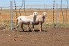 3X EWE DIDYMUS MEATMASTERS (PER PIECE TO TAKE THE LOT) - 2