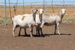 3X EWE DIDYMUS MEATMASTERS (PER PIECE TO TAKE THE LOT)