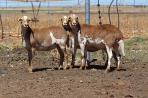 3X EWE DIDYMUS MEATMASTERS (PER PIECE TO TAKE THE LOT)