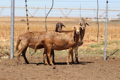 3X EWE DIDYMUS MEATMASTERS (PER PIECE TO TAKE THE LOT)