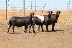 3X EWE DIDYMUS MEATMASTERS (PER PIECE TO TAKE THE LOT)