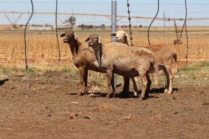 3X EWE DIDYMUS MEATMASTERS (PER PIECE TO TAKE THE LOT)