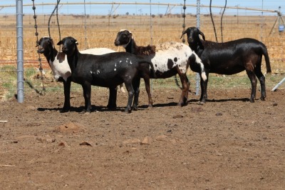 4X EWE DIDYMUS MEATMASTERS (PER PIECE TO TAKE THE LOT)