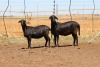 4X EWE DIDYMUS MEATMASTERS (PER PIECE TO TAKE THE LOT) - 2