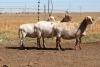 3X EWE DIDYMUS MEATMASTERS (PER PIECE TO TAKE THE LOT)