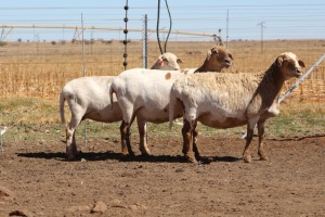 3X EWE DIDYMUS MEATMASTERS (PER PIECE TO TAKE THE LOT)