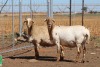 3X EWE DIDYMUS MEATMASTERS (PER PIECE TO TAKE THE LOT) - 2