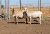 3X EWE DIDYMUS MEATMASTERS (PER PIECE TO TAKE THE LOT) - 3