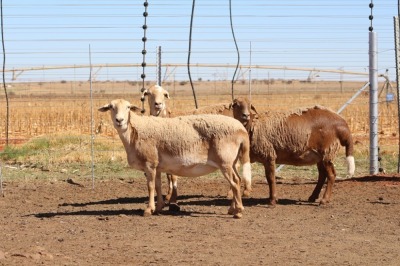 3X EWE DIDYMUS MEATMASTERS (PER PIECE TO TAKE THE LOT)