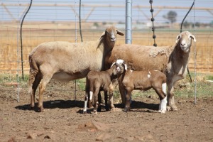 2X EWE DIDYMUS MEATMASTERS (PER PIECE TO TAKE THE LOT)