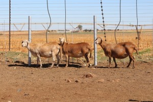 3X EWE DIDYMUS MEATMASTERS (PER PIECE TO TAKE THE LOT)