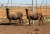 3X EWE DIDYMUS MEATMASTERS (PER PIECE TO TAKE THE LOT) - 2