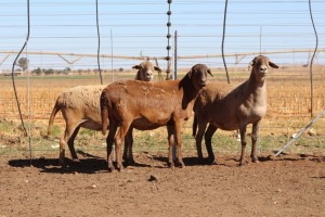 3X EWE DIDYMUS MEATMASTERS (PER PIECE TO TAKE THE LOT)