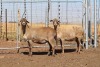 3X EWE DIDYMUS MEATMASTERS (PER PIECE TO TAKE THE LOT) - 2