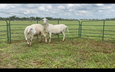 LOT 148 2X MEATMASTER OOI/EWE (PER STUK OM LOT TE NEEM/PER PIECE TO TAKE THE LOT)