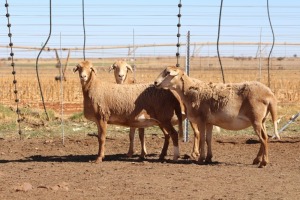 3X EWE DIDYMUS MEATMASTERS (PER PIECE TO TAKE THE LOT)