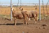 3X EWE DIDYMUS MEATMASTERS (PER PIECE TO TAKE THE LOT) - 2
