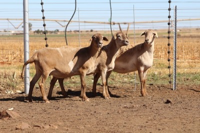 3X EWE DIDYMUS MEATMASTERS (PER PIECE TO TAKE THE LOT)