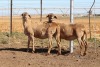 3X EWE DIDYMUS MEATMASTERS (PER PIECE TO TAKE THE LOT) - 3