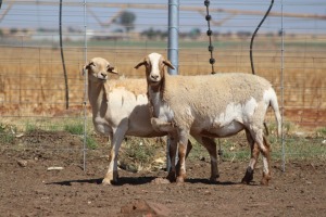 2X EWE DIDYMUS MEATMASTERS (PER PIECE TO TAKE THE LOT)