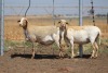 2X EWE DIDYMUS MEATMASTERS (PER PIECE TO TAKE THE LOT) - 2