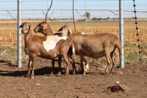 3X EWE DIDYMUS MEATMASTERS (PER PIECE TO TAKE THE LOT)