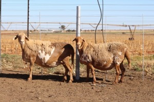 2X EWE DIDYMUS MEATMASTERS (PER PIECE TO TAKE THE LOT)