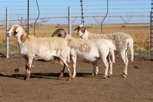 3X EWE DIDYMUS MEATMASTERS (PER PIECE TO TAKE THE LOT)