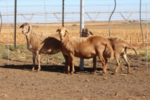 3X EWE DIDYMUS MEATMASTERS (PER PIECE TO TAKE THE LOT)