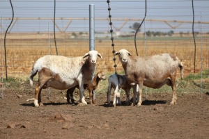 2X EWE DIDYMUS MEATMASTERS (PER PIECE TO TAKE THE LOT)