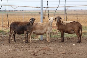 3X EWE DIDYMUS MEATMASTERS (PER PIECE TO TAKE THE LOT)