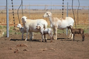 2X EWE DIDYMUS MEATMASTERS (PER PIECE TO TAKE THE LOT)