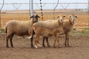 3X EWE DIDYMUS MEATMASTERS (PER PIECE TO TAKE THE LOT)