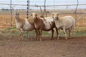 3X EWE DIDYMUS MEATMASTERS (PER PIECE TO TAKE THE LOT)