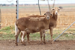 3X EWE DIDYMUS MEATMASTERS (PER PIECE TO TAKE THE LOT)