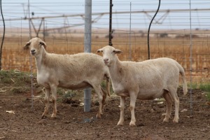 2X EWE DIDYMUS MEATMASTERS (PER PIECE TO TAKE THE LOT)