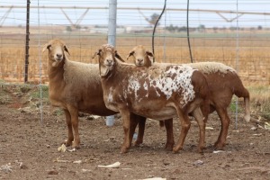 3X EWE DIDYMUS MEATMASTERS (PER PIECE TO TAKE THE LOT)