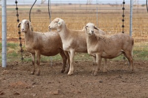 3X EWE DIDYMUS MEATMASTERS (PER PIECE TO TAKE THE LOT)