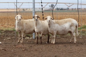 3X EWE DIDYMUS MEATMASTERS (PER PIECE TO TAKE THE LOT)