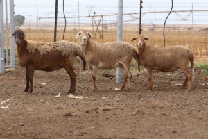 3X EWE DIDYMUS MEATMASTERS (PER PIECE TO TAKE THE LOT)