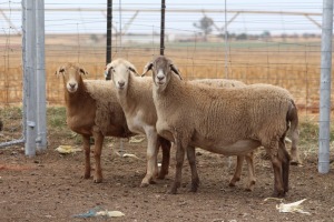 3X EWE DIDYMUS MEATMASTERS (PER PIECE TO TAKE THE LOT)