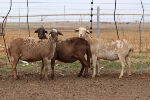 3X EWE DIDYMUS MEATMASTERS (PER PIECE TO TAKE THE LOT)